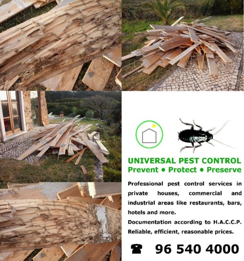 wood treatment against pests algarve