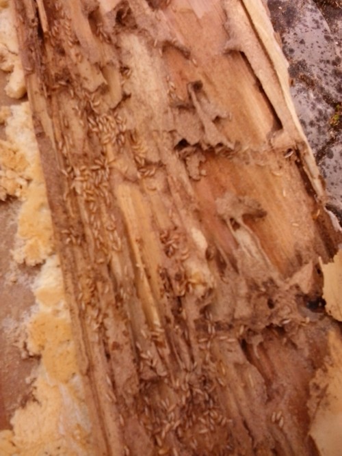 termiten befall algarve