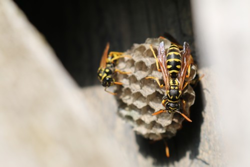 bekämpfung von wespen im algarve