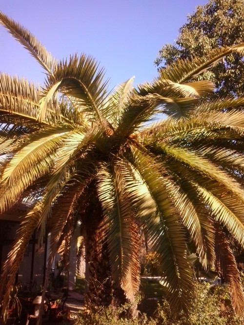 Stubbusch Algarve saving palm trees
