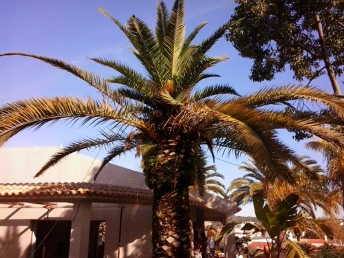 Stubbusch Algarve  saving palm trees