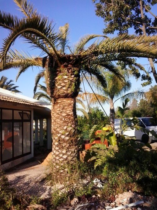 Stubbusch Algarve  saving palm trees
