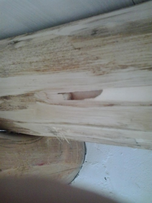 wood treatments agains weevils algarve alentejo