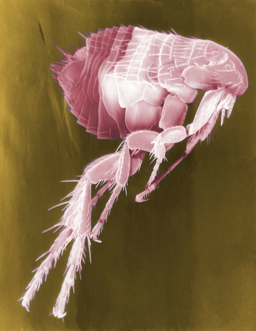 flea treatment algarve