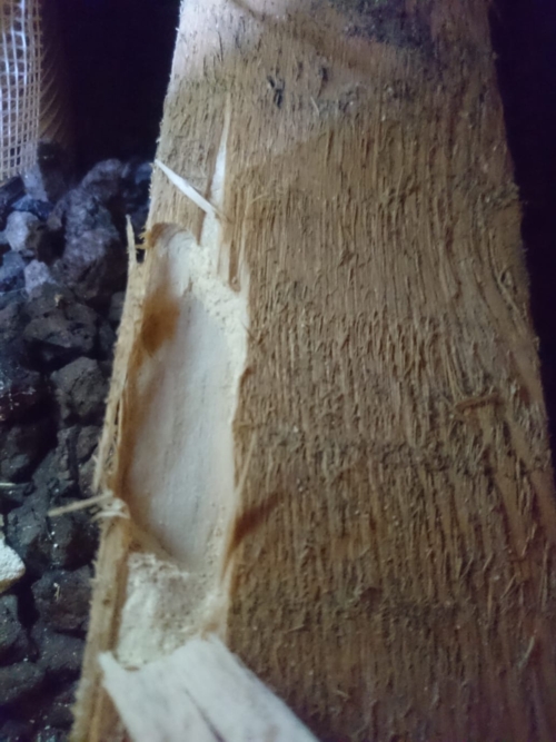 infested wood algarve