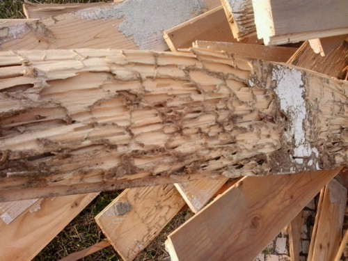 pest control services algarve against termites