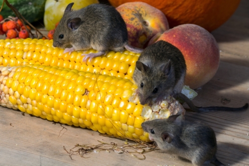 pest control against mice algarve