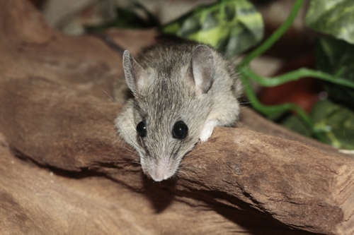 mice treatment algarve