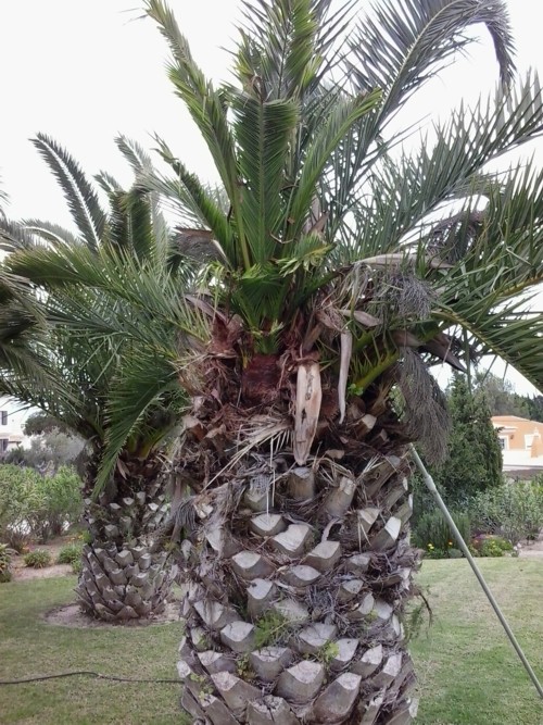 successfully saved palm trees algarve