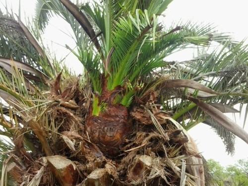 growing palm trees after treatment