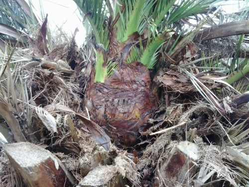 palm trees after successful treatment against the red palm weevil