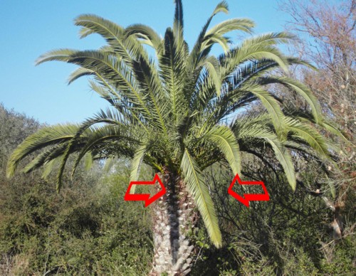 signs of infested palm trees