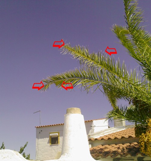 signs of infestation by the red palm weevil in the algarve
