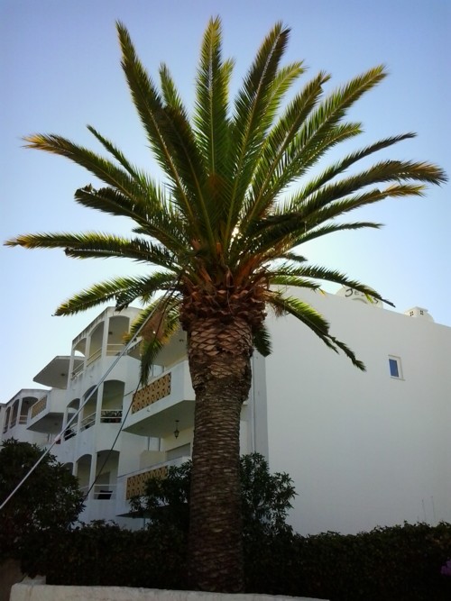 infested palm trees in the algarve