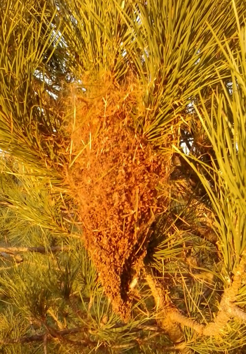 larvae of the red palm weevil algarve