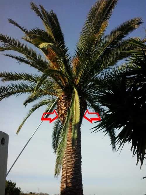 company treating palm trees in the algarve