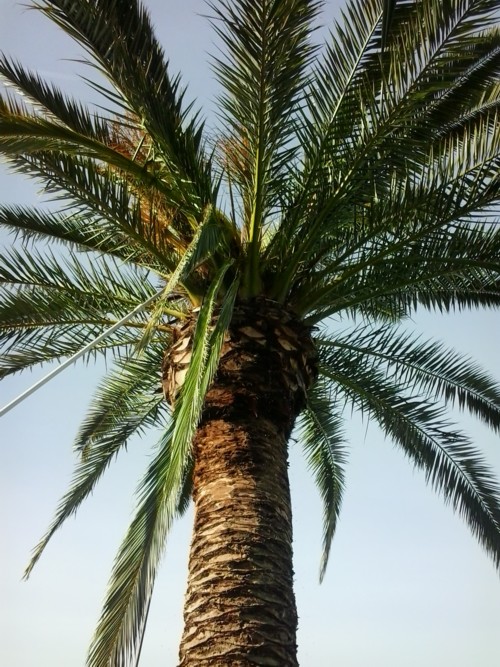 pest control company algarve treating palm trees