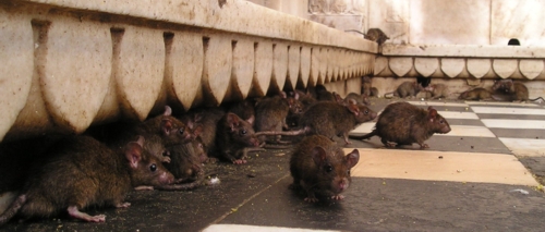 company fighting rats in alentejo and algarve
