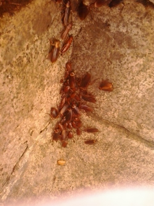 cockroaches in a drain algarve