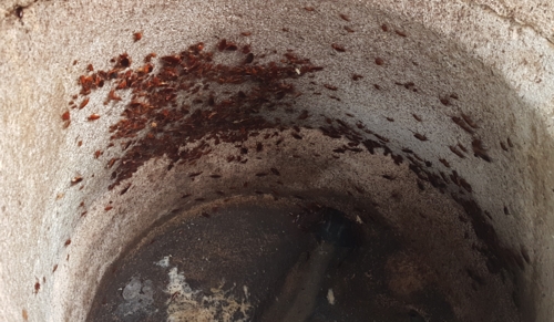 cockroaches in a drain algarve