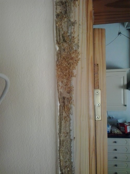 termites in a door frame algarve