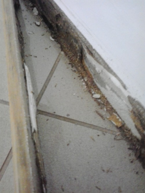 termite infestation alentejo