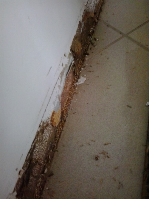 termites and how to avoid