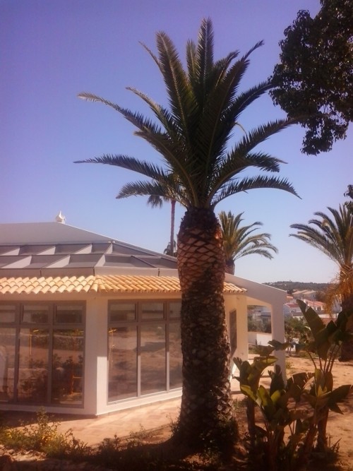 Stubbusch Algarve tratamento palmeiras