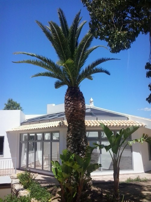 Stubbusch Algarve tratamento palmeiras