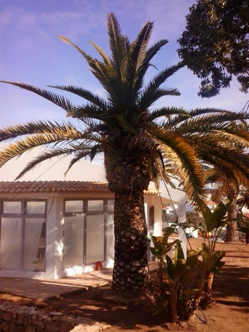 Stubbusch Algarve salvando palmeiras