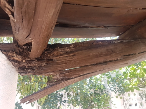 madeira infestada num telhado